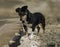 Adorable Black and Tan Dachshund Mix Dog Standing Alertly on a Stone Wall