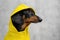 Adorable black and tan dachshund wearing vibrant yellow raincoat with hood. Close-up profile portrait on grey background