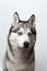 Adorable black and white with blue eyes Husky. Studio shot. on grey background. Focused on eyes