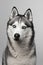 Adorable black and white with blue eyes Husky. Studio shot. on grey background. Focused on eyes