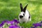 adorable black and white bunny on green grass near purple