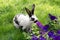 adorable black and white bunny on green grass sniffing purple