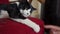 Adorable black and white cat with a black nose is lying on vintage red armchair and playing. Close up