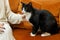 Adorable black and white cat sitting on sofa with woman in room. Pet adoption concept. Person in cozy sweater caressing cute