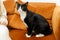 Adorable black and white cat sitting on sofa with woman in room. Pet adoption concept. Person in cozy sweater caressing cute