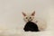 Adorable black and white devon rex baby kitty sleep together