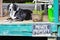 Adorable black and white dog laying calmly on rustic turquoise painted wooden dock with no trespassing private property sign