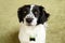 Adorable black and white long-haired dog.