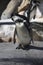 Adorable black and white penguin itching itself