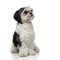 Adorable black and white shih tzu looks up to side