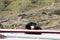 Adorable black and white spotted dog lounges atop a parked car in front of a scenic green hill