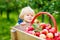 Adorable blond funny toddler boy of two years picking and eating red apples on organic farm, outdoors. Little kid having