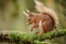 Adorable blond tailed squirrel