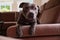 Adorable Blue Staffy on Sofa in the Living Room