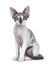 Adorable blue tonkanese point with white Devon Rex cat with gorgeous pastel green eyes