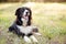 Adorable Border Collie breed dog lying on the grass