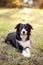 Adorable Border Collie breed dog lying on the grass