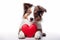 Adorable border collie dog with hear shape balloon isolated. love and romance, valentine's day concept