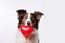 Adorable border collie dog with hear shape balloon isolated. love and romance, valentine's day concept