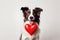 Adorable border collie dog with hear shape balloon isolated. love and romance, valentine& x27;s day concept