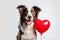 Adorable border collie dog with hear shape balloon isolated. love and romance, valentine's day concept