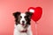 Adorable border collie dog with hear shape balloon isolated. love and romance, valentine's day concept