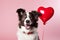 Adorable border collie dog with hear shape balloon isolated. love and romance, valentine's day concept