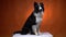 Adorable border collie dog is tilting his head, slow motion