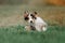 Adorable border collie puppy with different colored eyes posing outdoors