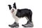 An adorable Border collie wearing men`s shoes