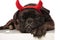 Adorable bored black boxer dressed as devil for halloween