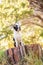 Adorable Boston Terrier dog on a log in a forest