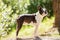 Adorable Boston Terrier dog on a log in a forest