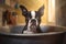 Adorable Boston Terrier Enjoying a Sink Bath. Generative AI