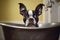 Adorable Boston Terrier Enjoying a Sink Bath. Generative AI