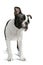 Adorable boston terrier studio white background Cute and adorable dog looking tough