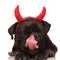 Adorable boxer with devil horns resting while licking its nose