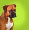 Adorable boxer dog in profile