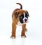 Adorable boxer puppy