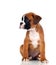 Adorable boxer puppy sitting