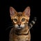 Adorable breed Bengal kitten isolated on Black Background