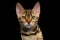 Adorable breed Bengal kitten isolated on Black Background