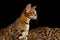 Adorable breed Bengal kitten isolated on Black Background