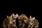 Adorable breed Bengal kittens isolated on Black Background