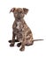 Adorable Brindle Large Breed Puppy Dog
