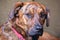 Adorable brindled hound dog