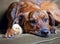 Adorable brindled hound dog