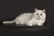 Adorable British breed white cat with magical green eyes lying on isolated black background