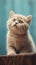 Adorable British Shorthair Cat with Blue Eyes in Dark Beige and Sky-Blue Hurufiyya Style .
