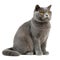 Adorable British shorthair cat isolated on a white background, AI-generated.